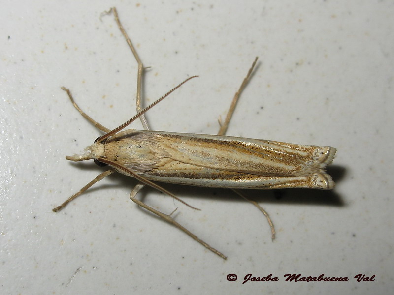 Ancylolomia tentaculella - Crambidae